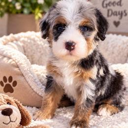 Twix - Blue merle female Bernedoodle puppy in Saint Francis, Kansas from Land of Oz Doodles