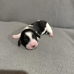 Kacey - Piebald male Dachshund puppy in Liberty, Mississippi from Liberty Oaks Aussies and Dachshunds
