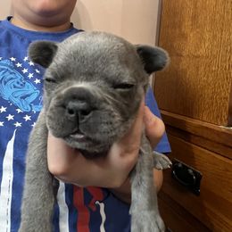 Girl 6 - French Bulldog puppy in Williamston, North Carolina from Beth’s Precious Dachshunds and Frenchies