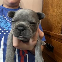 Girl 6 - French Bulldog puppy in Williamston, North Carolina from Beth’s Precious Dachshunds and Frenchies