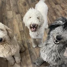 Double Doodles from Momma Mae’s Doodles