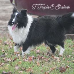 Jade - Shetland Sheepdog