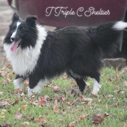 Jade - Shetland Sheepdog