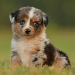 Lincoln - Blue merle female Miniature Australian Shepherd puppy in Hartman, Arkansas from Southern Edition Aussies