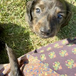 Dachshund Puppies from Lovin’ Li’s Furry Sausages