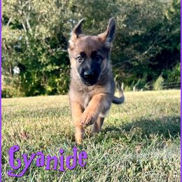Cyanide - Sable female German Shepherd puppy in Lewisburg, Kentucky from RED’s German Shepherds