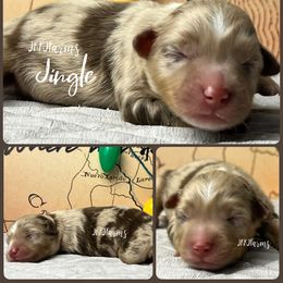 (2) Jingle, RMM - Red merle male Miniature American Shepherd puppy in Huntington, Texas from JKKJ Farms