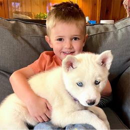 Siberian Husky Puppies from Davis Family Siberian Huskies