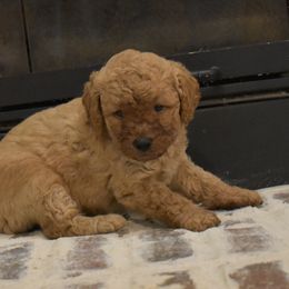 Miniature Schnauzer and Poodle Puppies from Lorraine Finley