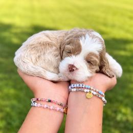 Black collar - Buckbeak - Buff and white male Cockapoo puppy in Mt Bethel, Pennsylvania from Stasia’s Cutiepoos