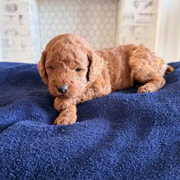 Winifred - Red  female Goldendoodle puppy in Mount Pleasant, Utah from Betty's Goldendoodles