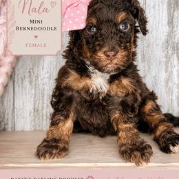 Nala - Phantom female Bernedoodle puppy in Otisville, Michigan from Danie’s Darling Doodles LLC