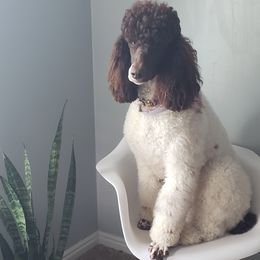 Puppy - Poodle