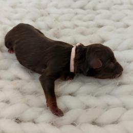 Lite Brite - Pink Collar - Red tri-color female Australian Shepherd puppy in San Marcos, California from Faith Family Freedom Farm