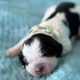 Turquoise charm - Black white and tan female English Springer Spaniel puppy in Cleburne, Texas from Powers English Springer Spaniels