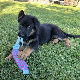 German Shepherd puppies from At Redwood Runs