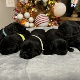 Boy 1 - Labrador Retriever puppy from Red White & True Labradors