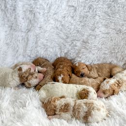 Goldendoodle Puppies from ZaraDoodles