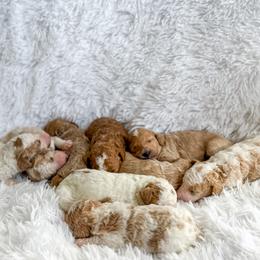 Goldendoodle Puppies from ZaraDoodles