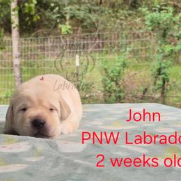 John - Yellow male Labrador Retriever puppy in Rogue River, Oregon from PNW Labradors