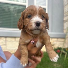 Liberty - Red and white Cockapoo puppy in Elgin, Texas from Good Grief Doodles