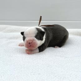 Eveee - Blue female Boston Terrier puppy in West Jefferson, Ohio from Kline Kennels
