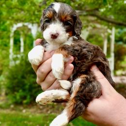 Almanzo - Merle male Bernedoodle puppy in Ammon, Idaho from Little Stone Bernedoodles