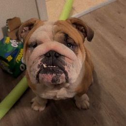 Bacon - Bulldog