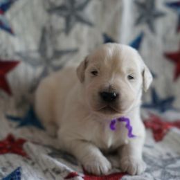 Golden Retriever Puppies from Double Down Retrievers