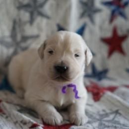 Golden Retriever Puppies from Double Down Retrievers