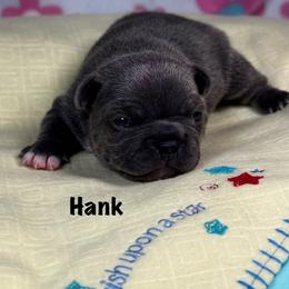 Hank - Blue male French Bulldog puppy in Courtland, Alabama from Ponderosa Frenchies and Cavapoo’s
