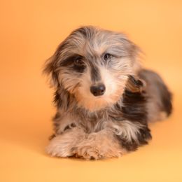 Hubble - Silky Cream Dapple - Dapple male Dachshund puppy in Neosho, Missouri from A Walk In The Park