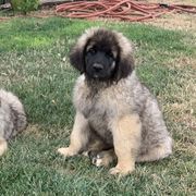 Enzo - Leonberger