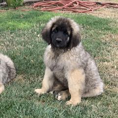 Enzo - Leonberger