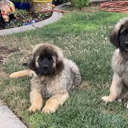 Enzo - Leonberger