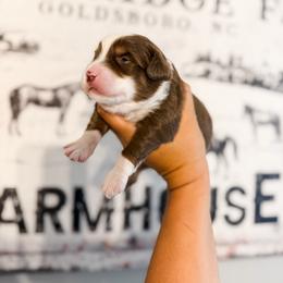 Benjamin - Red tri male Miniature Australian Shepherd puppy in Goldsboro, North Carolina from Maple Ridge Farm