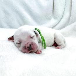 Bop It - White and black male Dalmatian puppy in Gray, Georgia from Fuller Spots