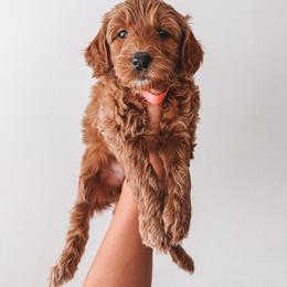Liberty (Pink Collar) - Red  female Goldendoodle puppy in Beaverton, Oregon from Henry Elliots