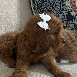 Sussy - Red female Cockapoo puppy in Mint Hill, North Carolina from DoodleForever