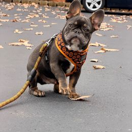 Viktor - Blue male French Bulldog puppy in Millstone Township, New Jersey from Couture_frenchies_and_pomeranian
