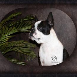 RAIN - Boston Terrier
