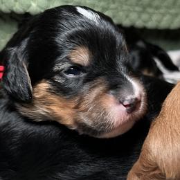 Bernedoodles and Goldendoodles from CocoLove Doodles