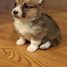 Pembroke Welsh Corgi Puppies from Rose Water Corgis