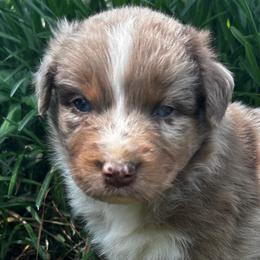 Rory - Red merle male Australian Shepherd puppy in Butler, Georgia from Aussies at Howling Hill Farm