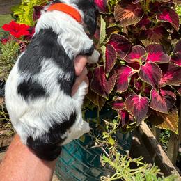 Girl 1 - Black white and tan female Cocker Spaniel puppy in Beech Island, South Carolina from Mike's Best Friends