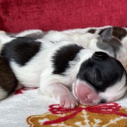 Ivory - Black and white female Shih Tzu puppy in Lakeland, Florida from Sunshine Shih Tzus