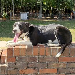 Border Collies from LacyLane's Border Collies