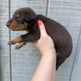 Twix - Red and rust female Doberman Pinscher puppy in Ludowici, Georgia from Royal Destiny Kennels