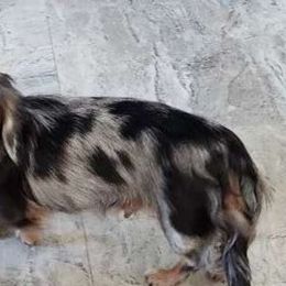 Lacey - Dachshund
