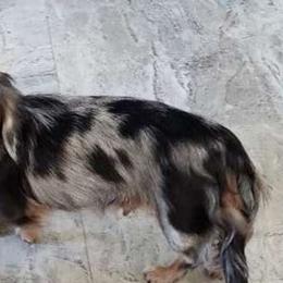 Lacey - Dachshund